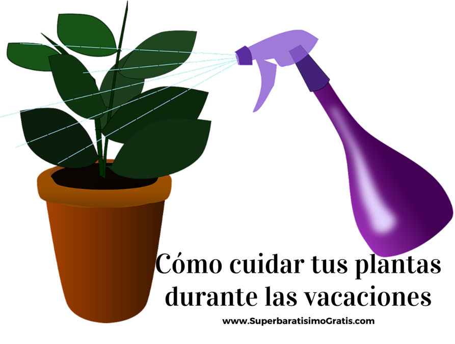 como cuidar de tus plantas durante las vacaciones